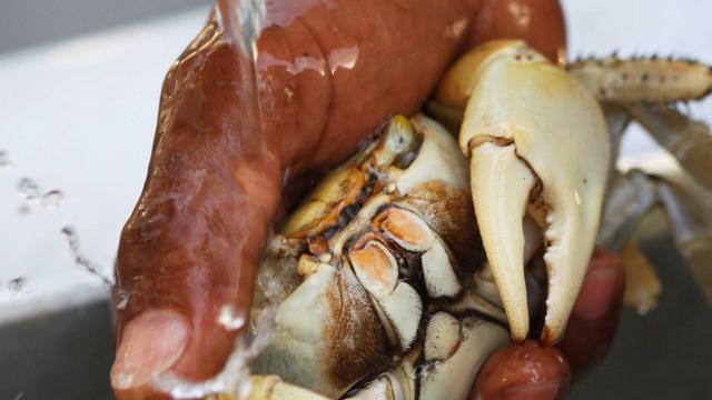 Crabe Tradition Martinique