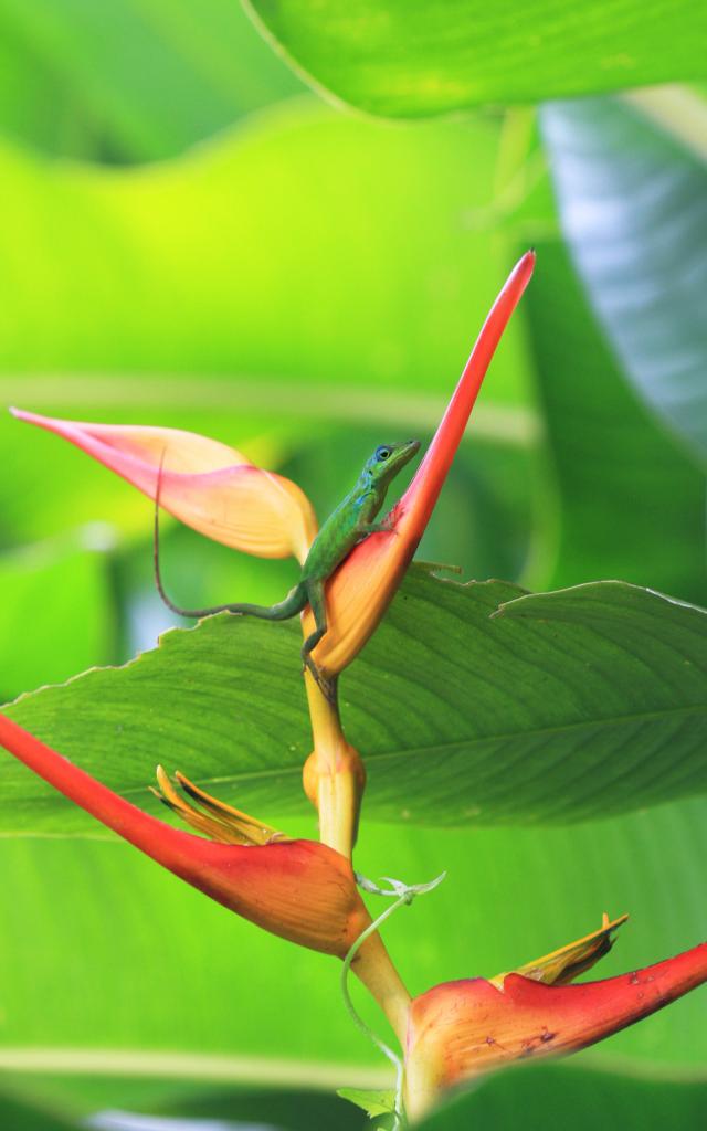 Lézard Anoli Héliconia Fleur Martinique