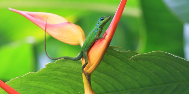 Lézard Anoli Héliconia Fleur Martinique