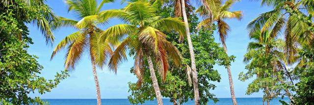 Plage des Salines Cocotiers Sainte-Anne Martinique