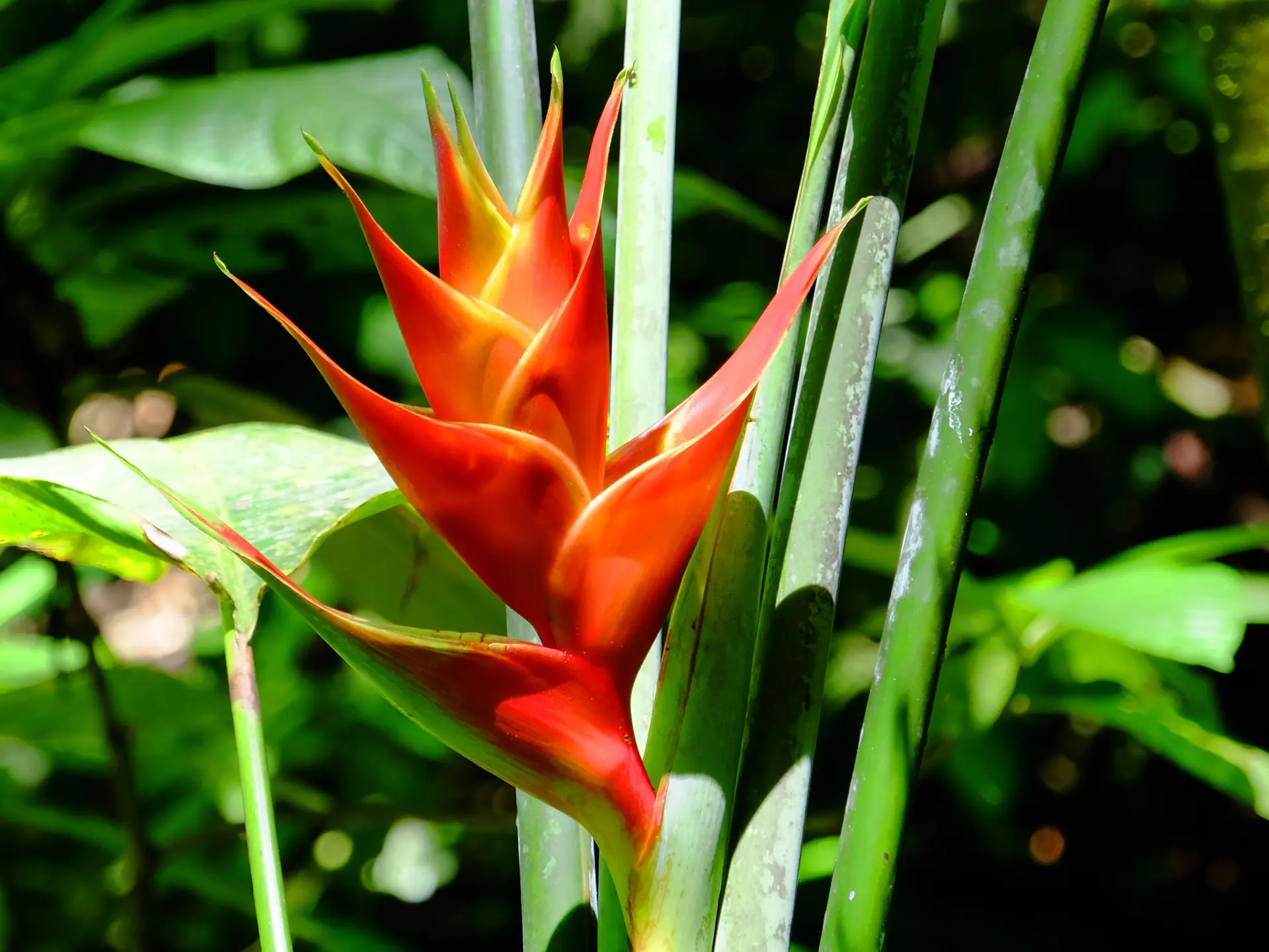 Balisier Rouge Flore Antilles Martinique
