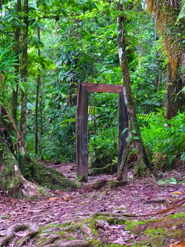 Foret Alma Fonds-saint-denis Martinique