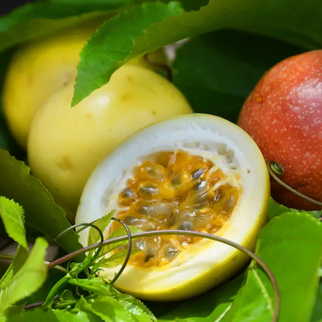 Maracudja Passion Fruit West Indies Martinique