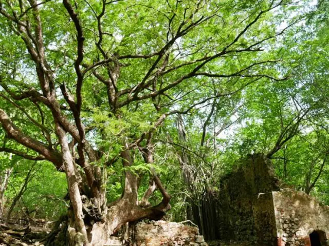 Zamana Arbre Ilet Chancel Robert Martinique