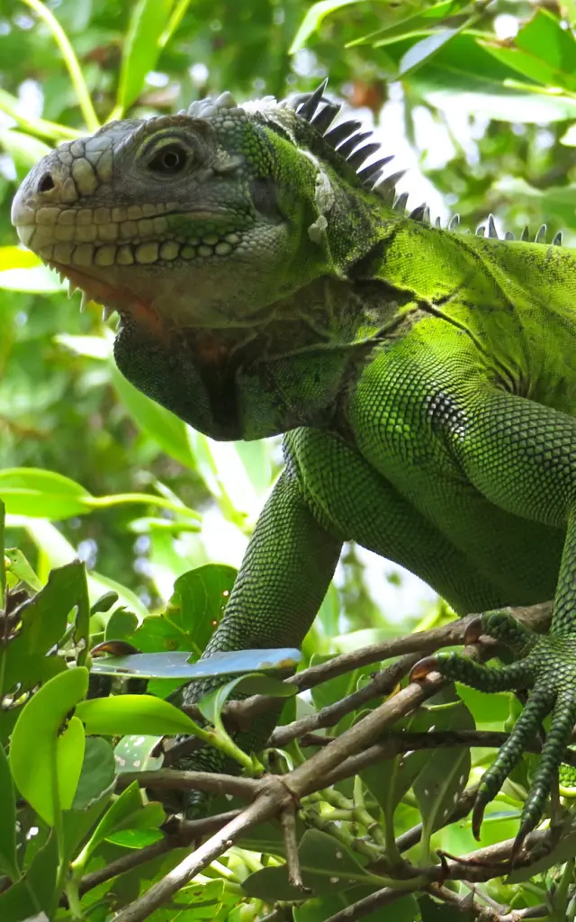 Iguana Iguana delicatissima Ilet Chancel Robert Martinique