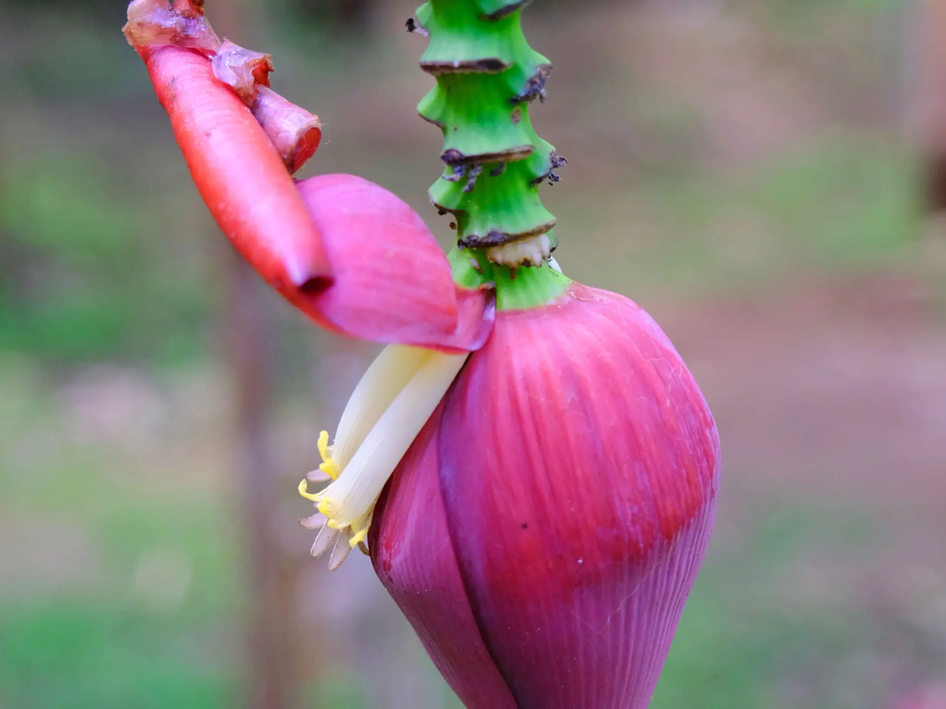 Fleur de bananier Musée de la banane Sainte-Marie Martinique