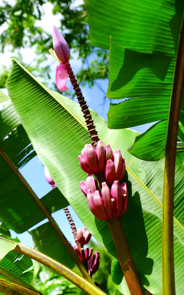 Régime Banane rose Musa velutina Musée de la banane Sainte-Marie Martinique