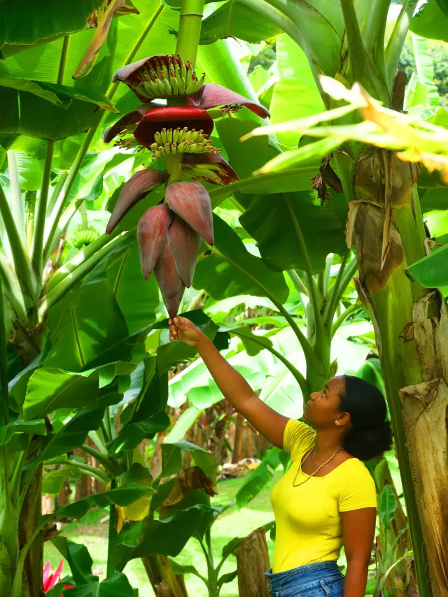 Régime de banane Musée de la banane Sainte-Marie Martinique