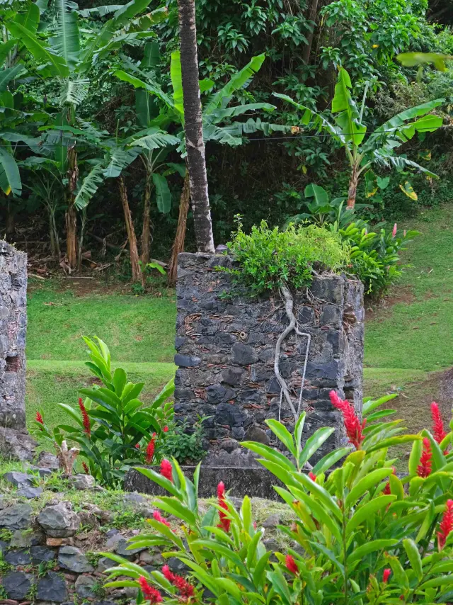 Ruine Musée de la banane Sainte-Marie Martinique
