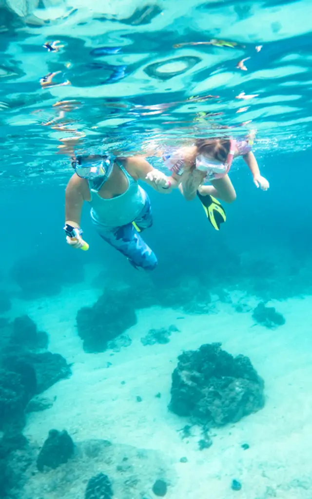 Tortueverte Chelonia Mydas Snorkeling Martinique