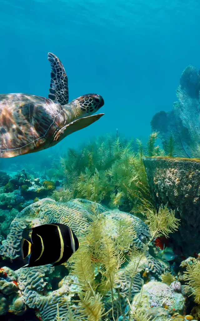 Tortue Verte Chelonia Mydas Fond marin Martinique