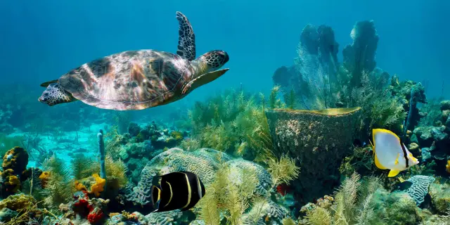 Tortue Verte Chelonia Mydas Fond marin Martinique