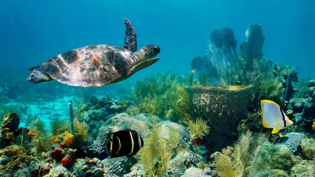 Tortue Verte Chelonia Mydas Fond marin Martinique