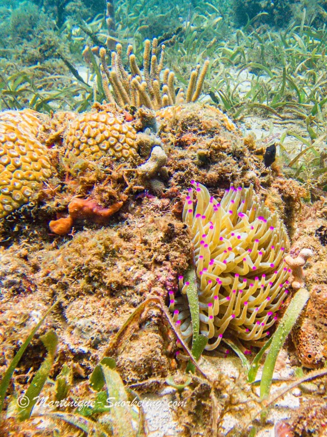 Corals Anemone Seabed Aquanauts Marine Martinique