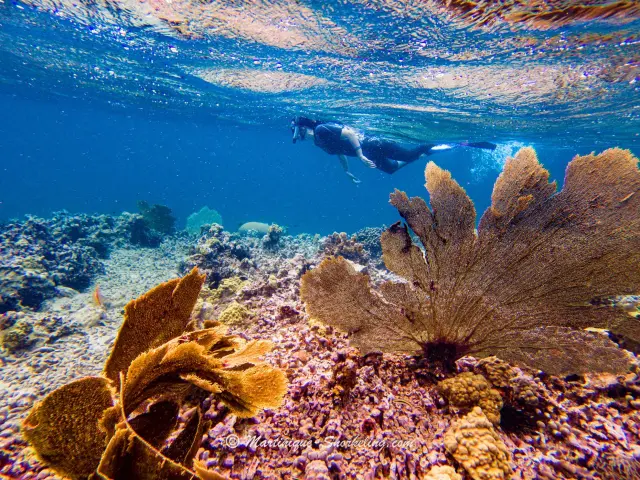 Éventail de Venus Coraux Les Aquanautes Marin Martinique