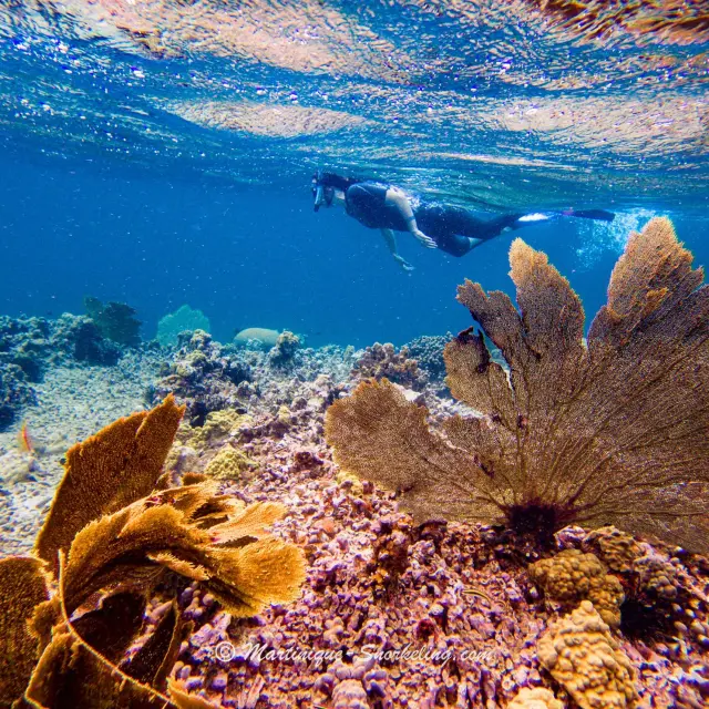 Éventail de Venus Coraux Les Aquanautes Marin Martinique