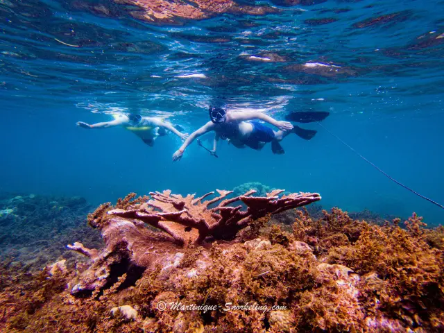 Fond marin Snorkeling Les Aquanautes Marin Martinique