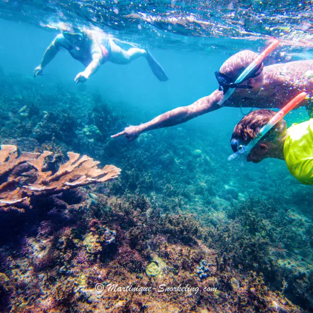 Observation des fonds marins Les Aquanautes Marin Martinique
