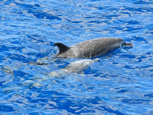 Dauphins Martinique