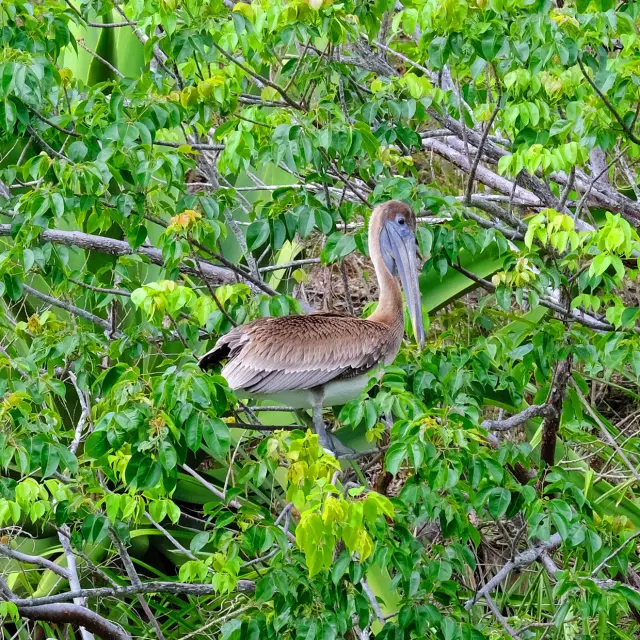 Pélican Anse Noire Les Anses-d'Arlets Martinique