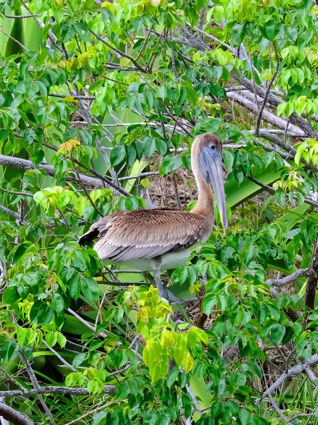 Pelican Anse Noire Les Anses-d'Arlets Martinique