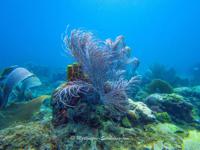 Coraux fil de fer Fond marin Les Aquanautes Marin Martinique