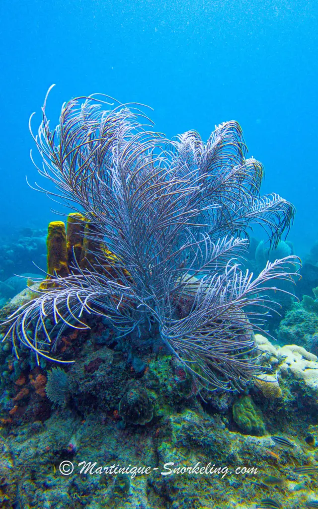 Coraux fil de fer Fond marin Les Aquanautes Marin Martinique