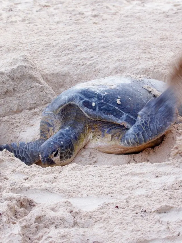 Tortue Luth Dermochelys Coriacea Martinique