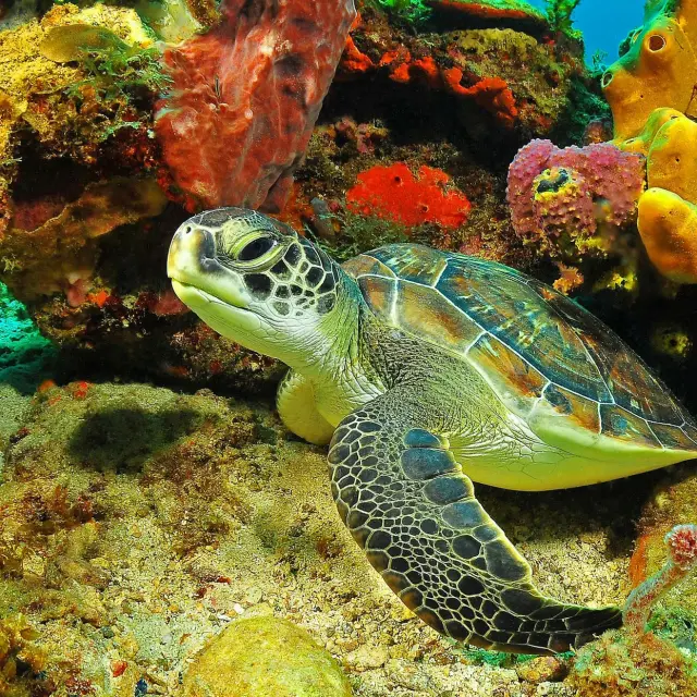 Green Turtle Chelonia Mydas Martinique