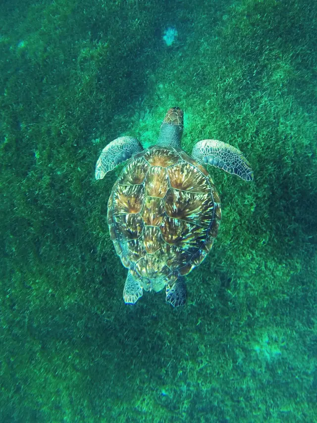 Tortue imbriquée Eretmochelys Imbricata Martinique