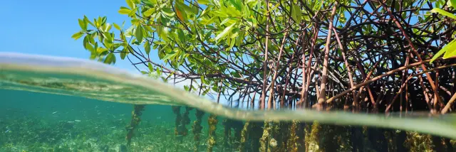 Paletuvier Mangrove Martinique