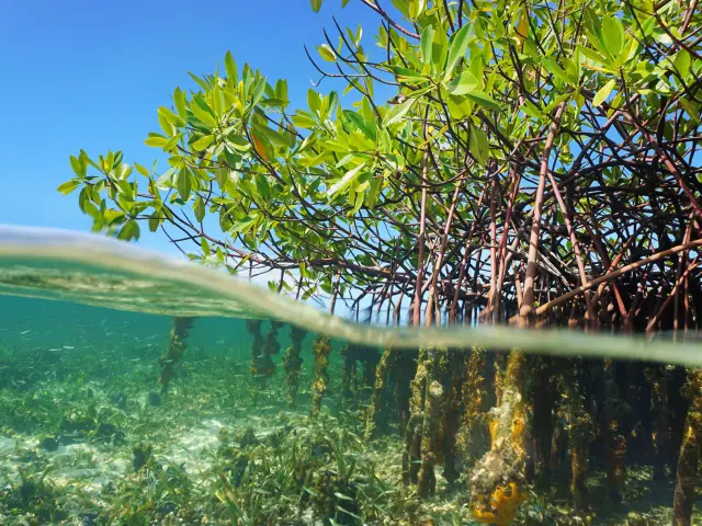 Paletuvier Mangrove Martinique