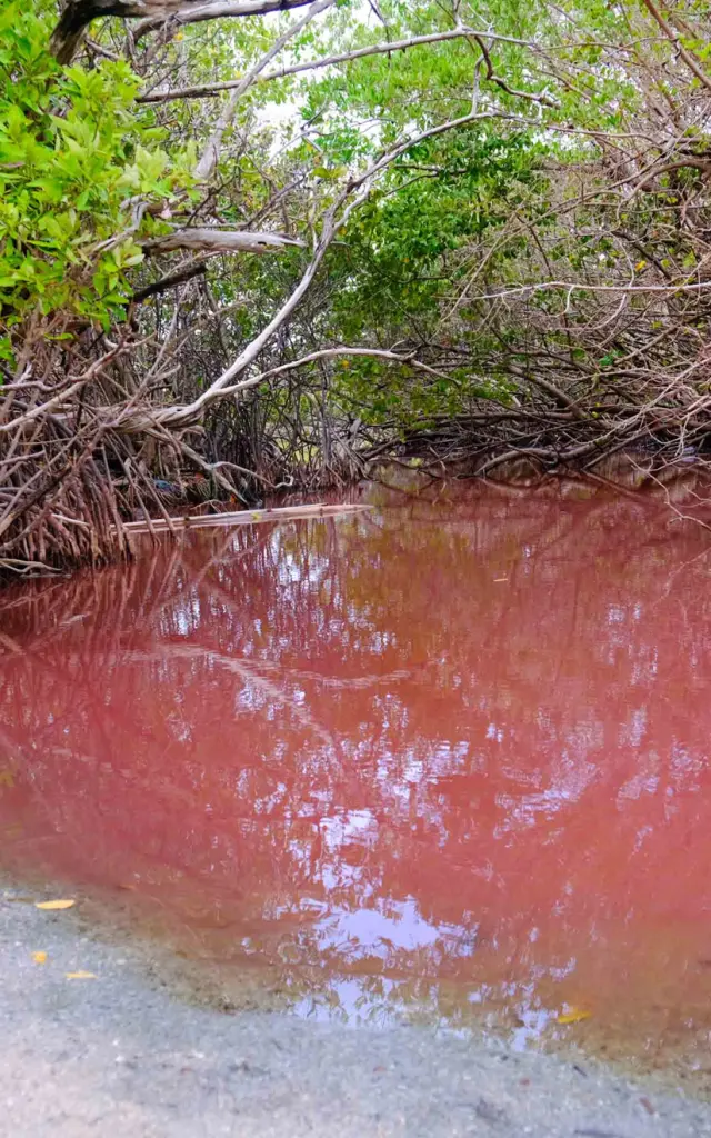 Mangrove rose Diamant Martinique