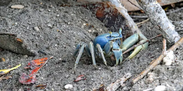 Crabe de terre Cardisoma guahumi Mangrove Martinique
