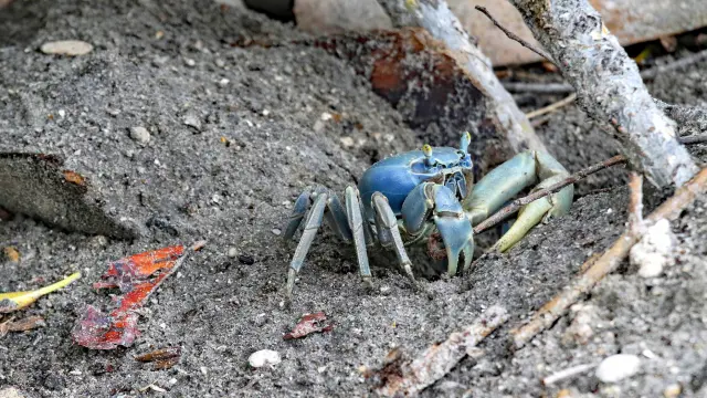 Crabe de terre Cardisoma guahumi Mangrove Martinique
