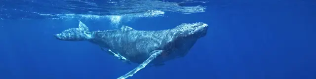 Humpback whale Megaptera novaeangliae Cetacean Martinique
