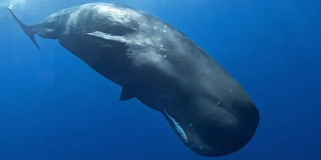 Sperm whale Physeter macrocephalus Cetacean Martinique