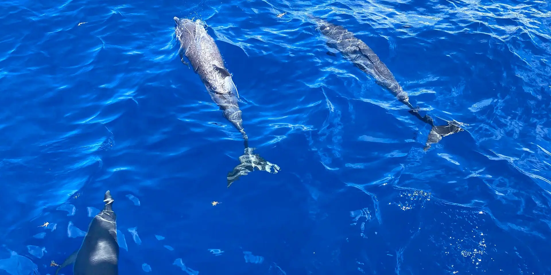 Cétacé Dauphin Mer des Caraïbes Martinique