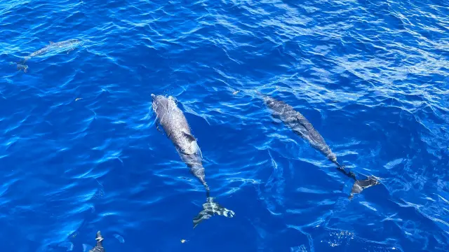 Cétacé Dauphins Mer des Caraïbes Martinique