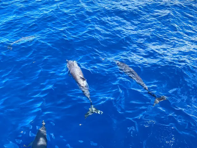 Cétacé Dauphin Mer des Caraïbes Martinique