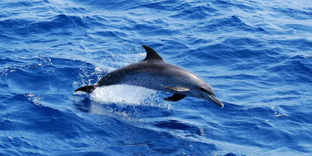 Pantropical spotted dolphin Stenella attenuata Cetacean Martinique