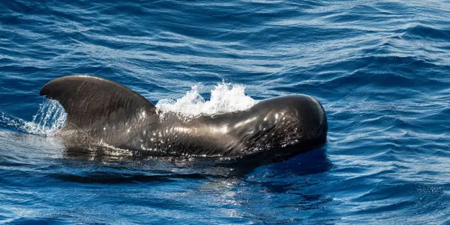 Short-finned pilot whale Globicephala macrorhynchus Cetacean Martinique