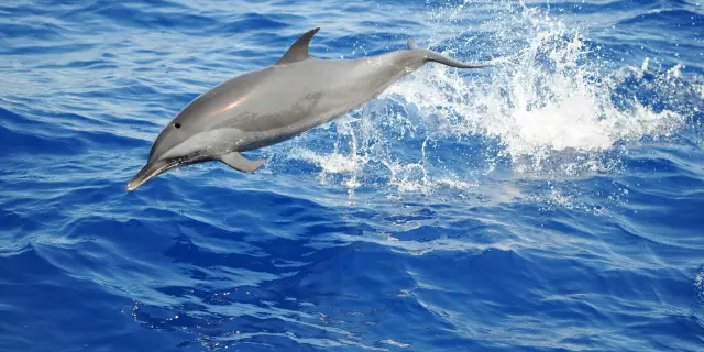 Bottlenose dolphin Tursiops truncatus Cetacean Martinique