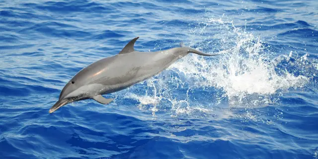 Grand dauphin Tursiops truncatus Cétacé Martinique