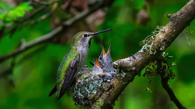 Colibri Oiseau Oisillon Martinique