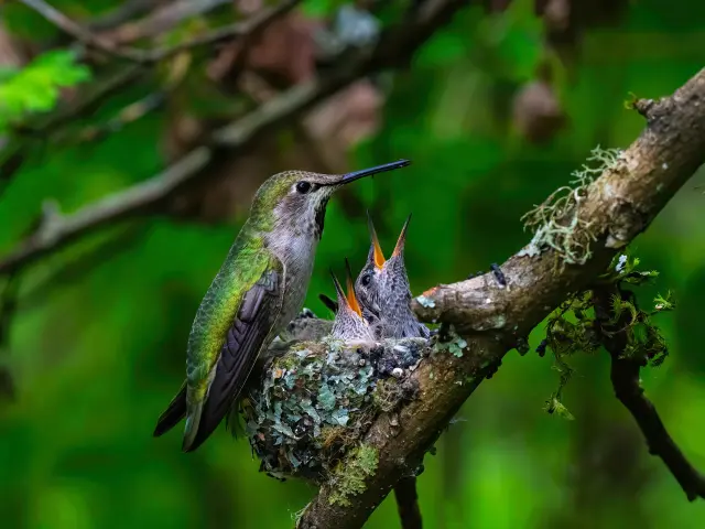 Hummingbird Bird Chick Martinique