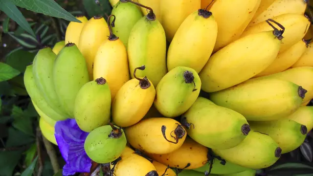 Bananes Fruit Exotique Martinique