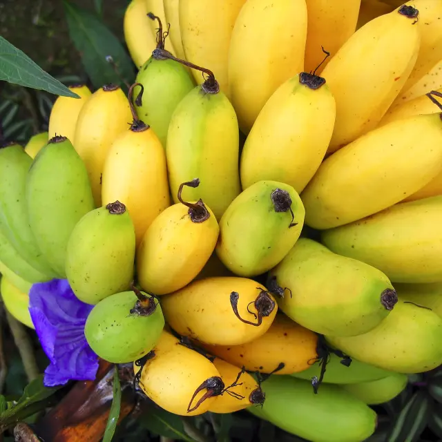 Banana Exotic Fruit Matinique