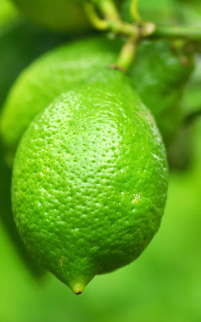 Lime Citrus Fruit Martinique