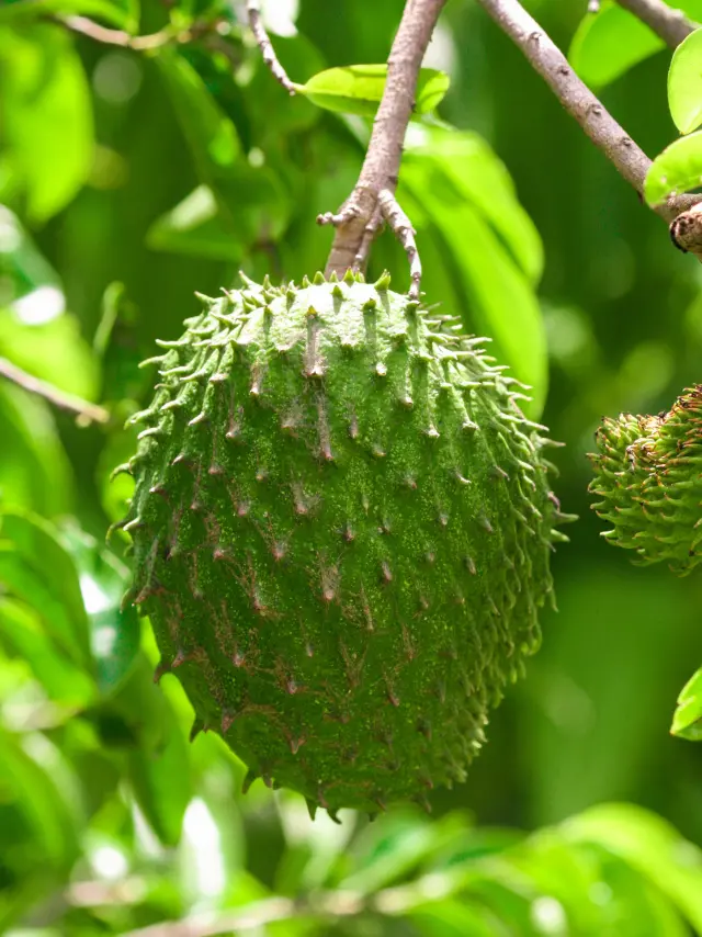 Soursop Exotic Fruit Martinique